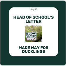 Head of School's Letter - May 16 - Make Way For Ducklings Head of School's Letter - May 16 - Make Way For Ducklings